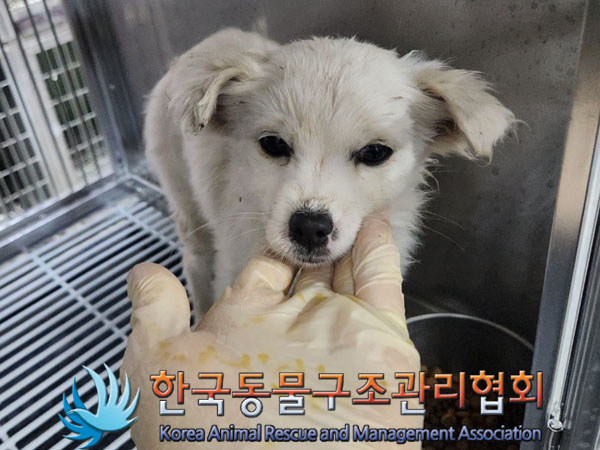 보호중 믹스견의 가…